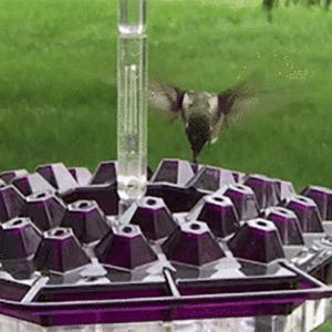 Outfany Sweety Hummingbird Feeder