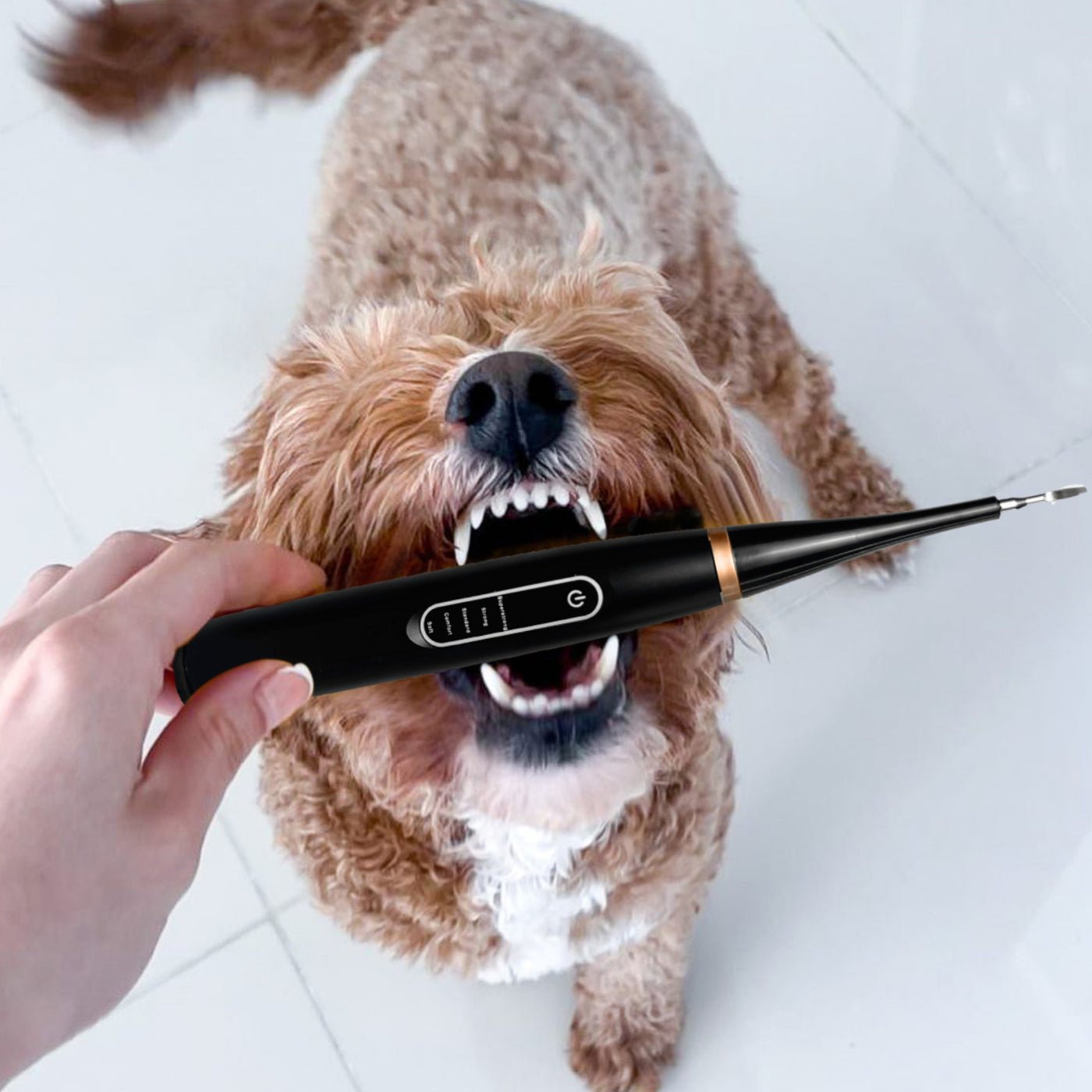 Sonic Tooth cleaner for dogs